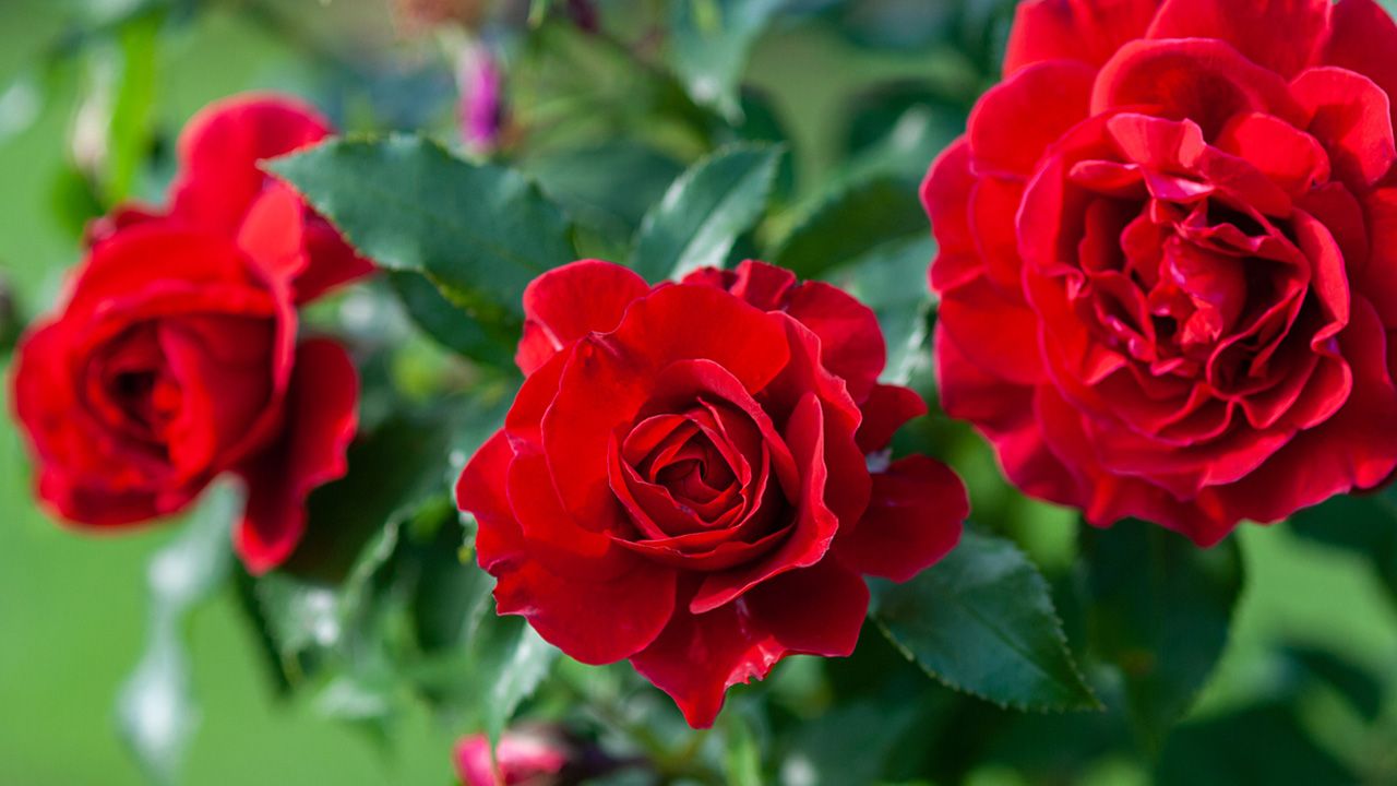 rosa de color rojo