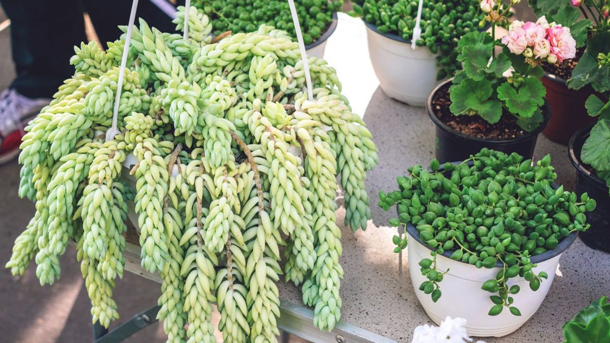 caracteristicas cuidados sedum burrito