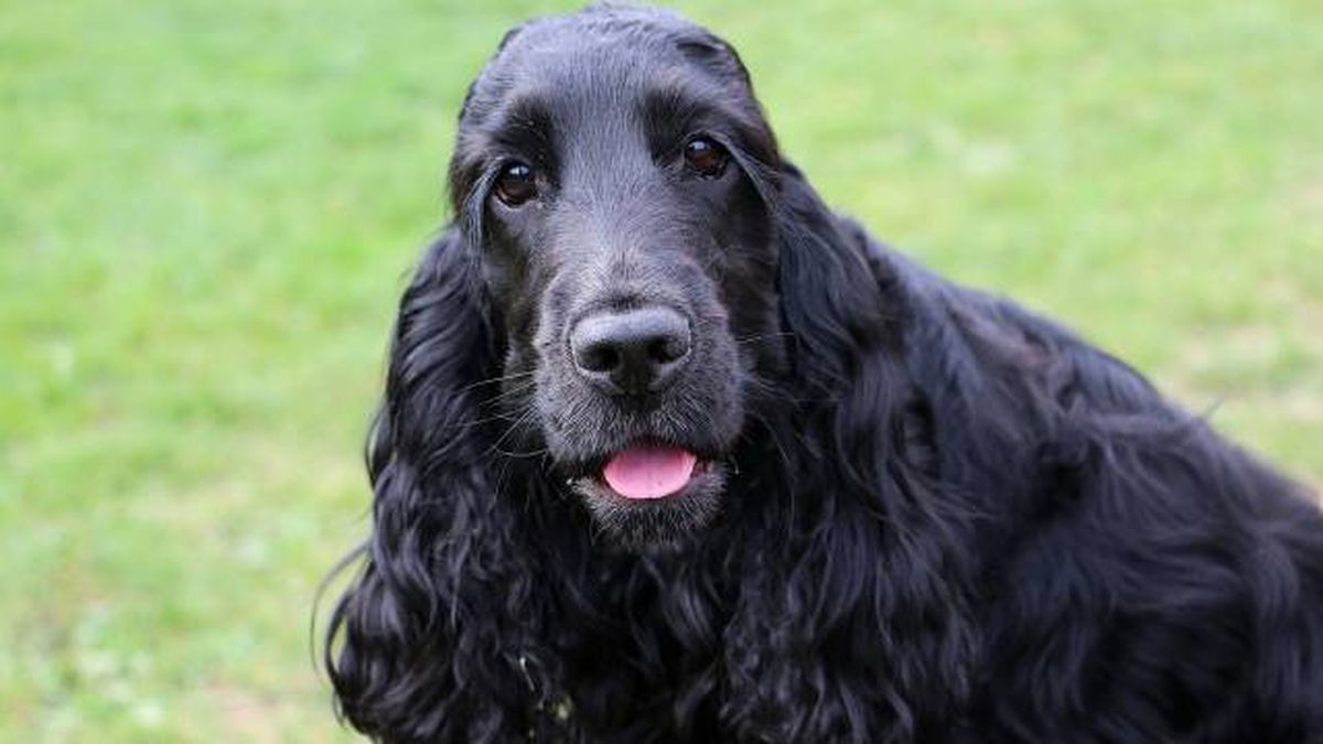 nombres para perros negros raza cocker spaniel