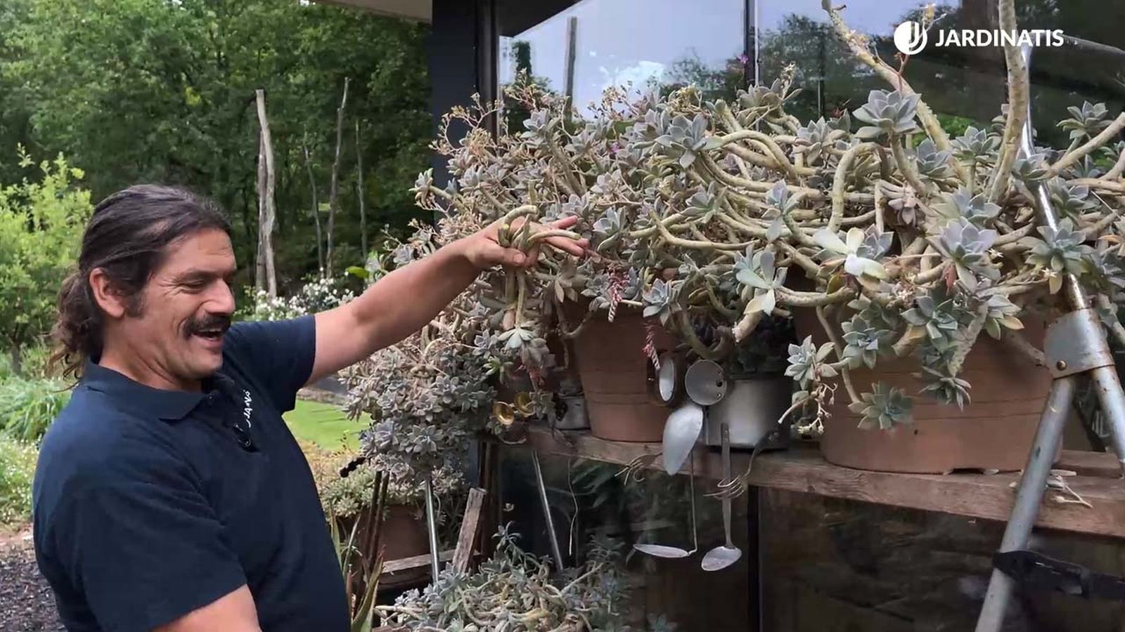 graptopetalum paraguayense madreperla caracteristicas cuidados jardinatis 22 19