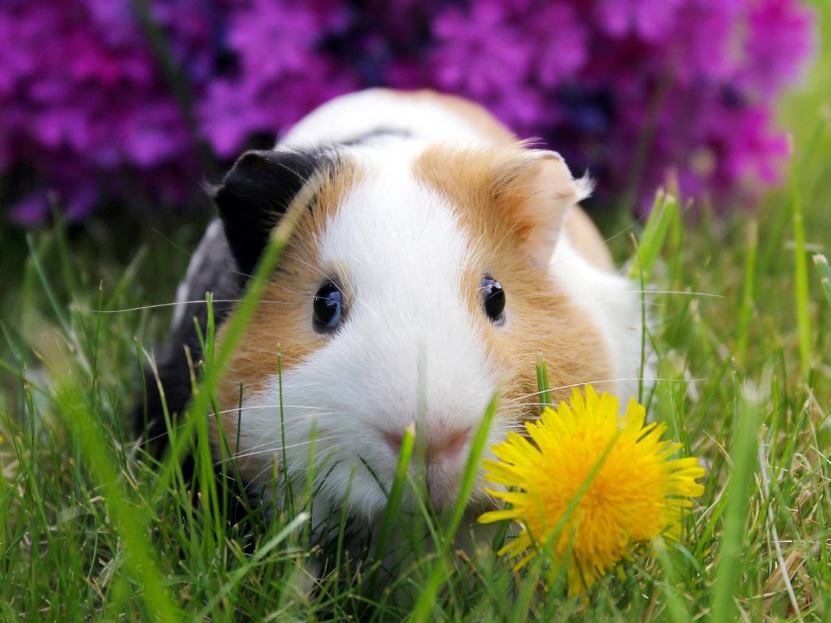 Su alimentación se basa única y exclusivamente en vegetales.