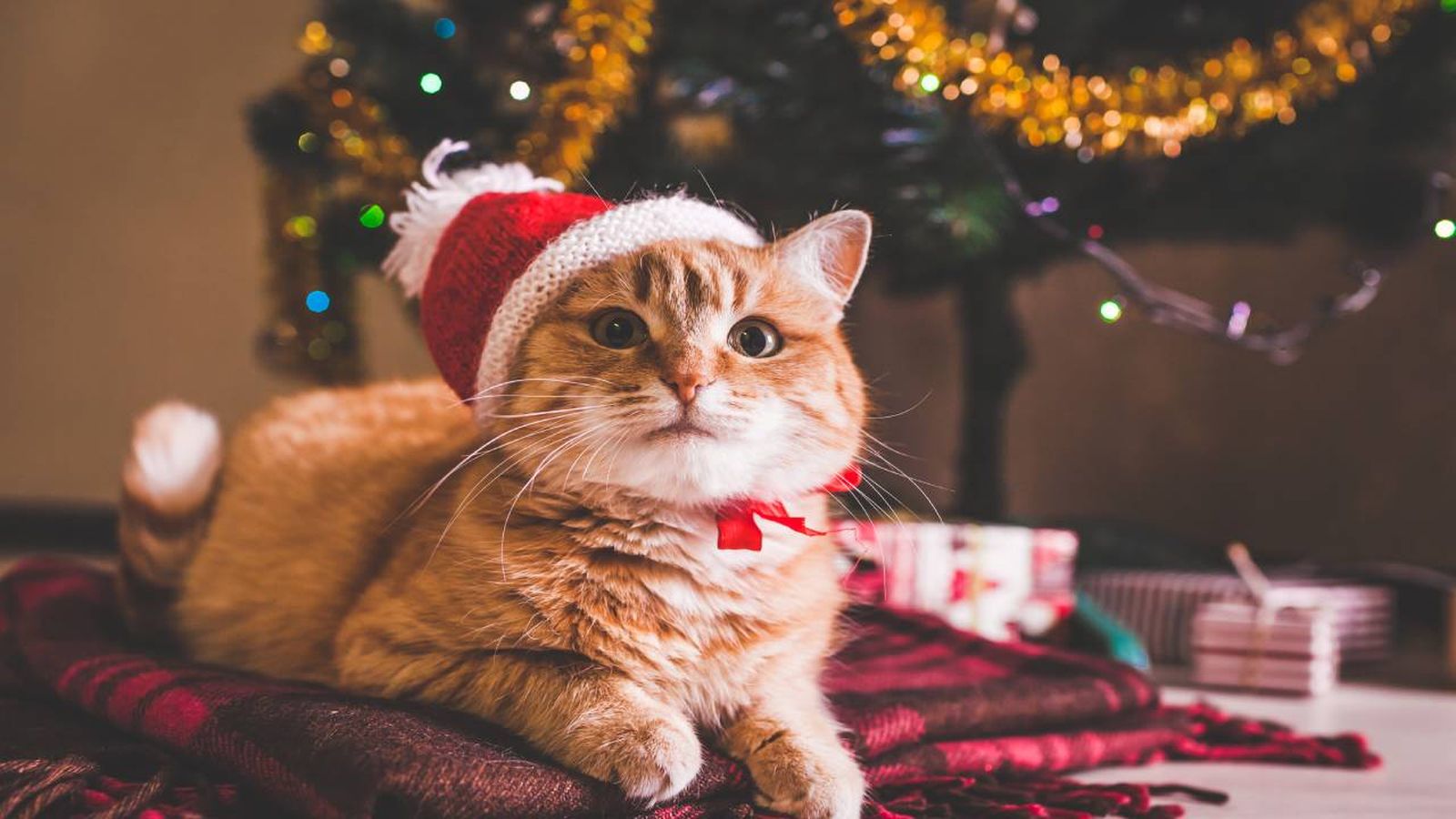 Recetas de Navidad para gatos para que disfrutes con tu felino de estas fechas.