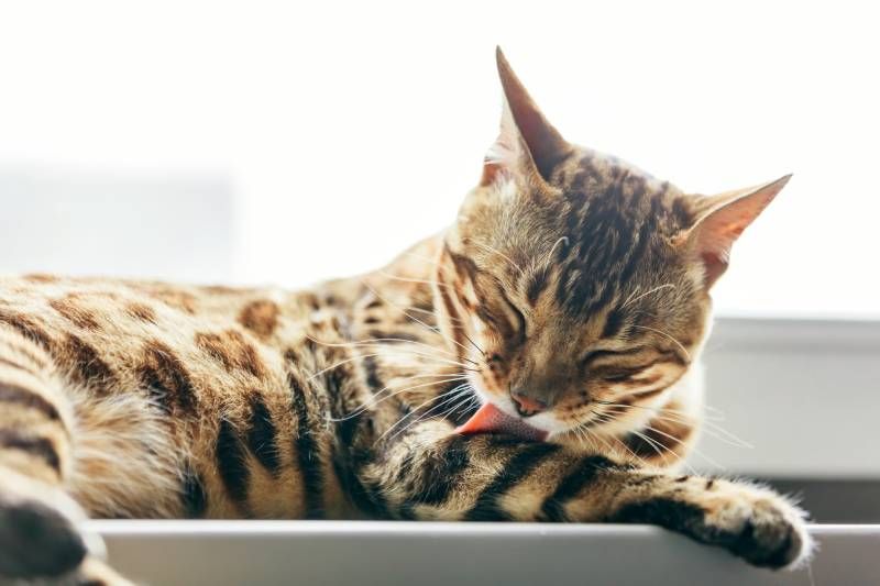 En climas cálidos, los gatos se lamen principalmente para refrescarse.