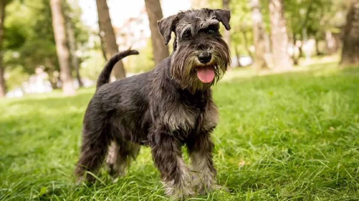 perros mas inteligentes schnauzer