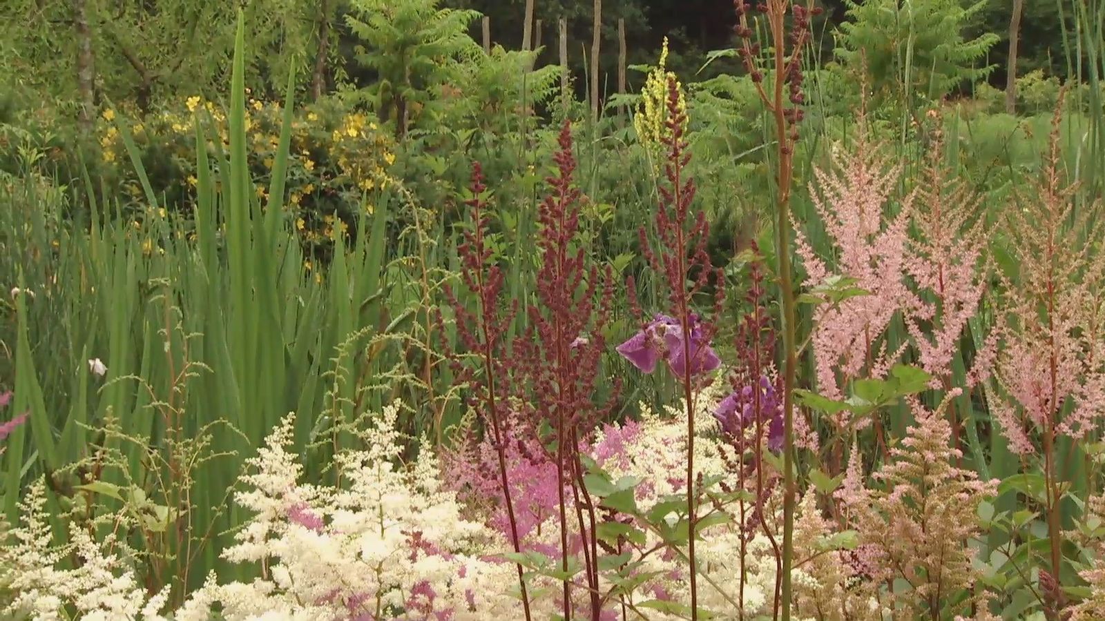 deco 0703 astilbes xl