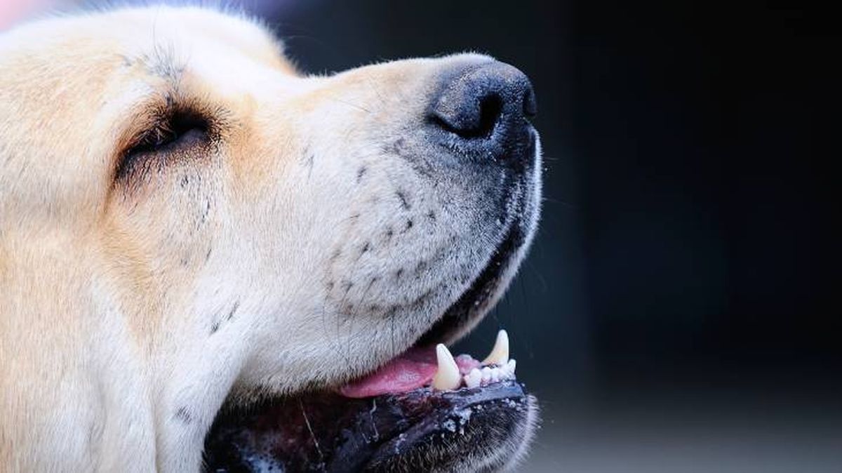 mastin espanol rasgos