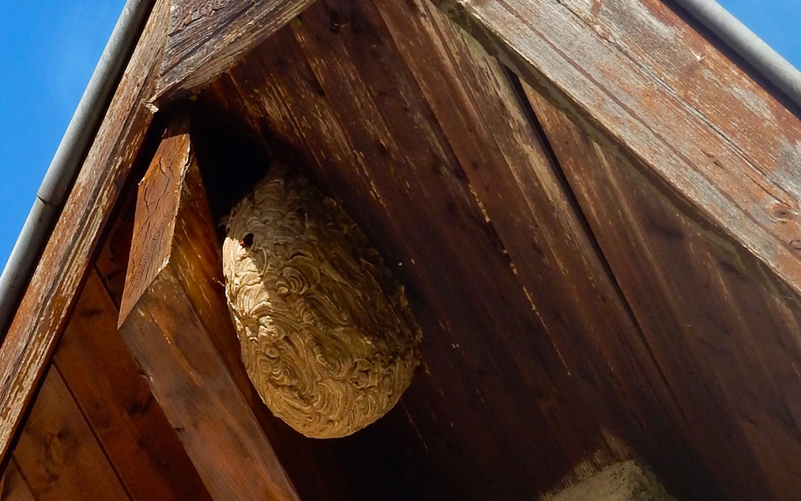 Qué hacer si te encuentras un nido de avispas asiáticas