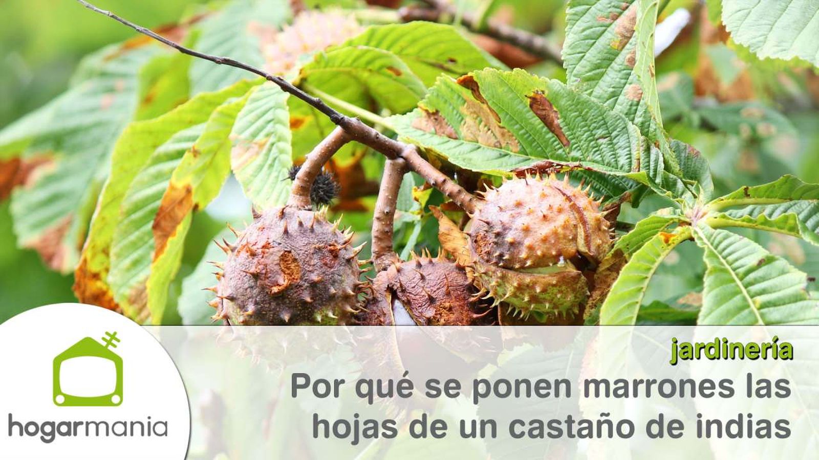 Castaño de indias o Aesculus hippocastanum