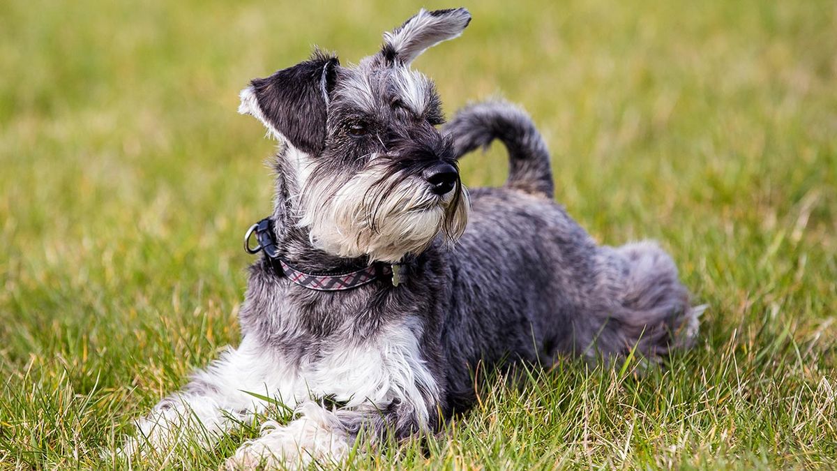 schnauzer enano 2