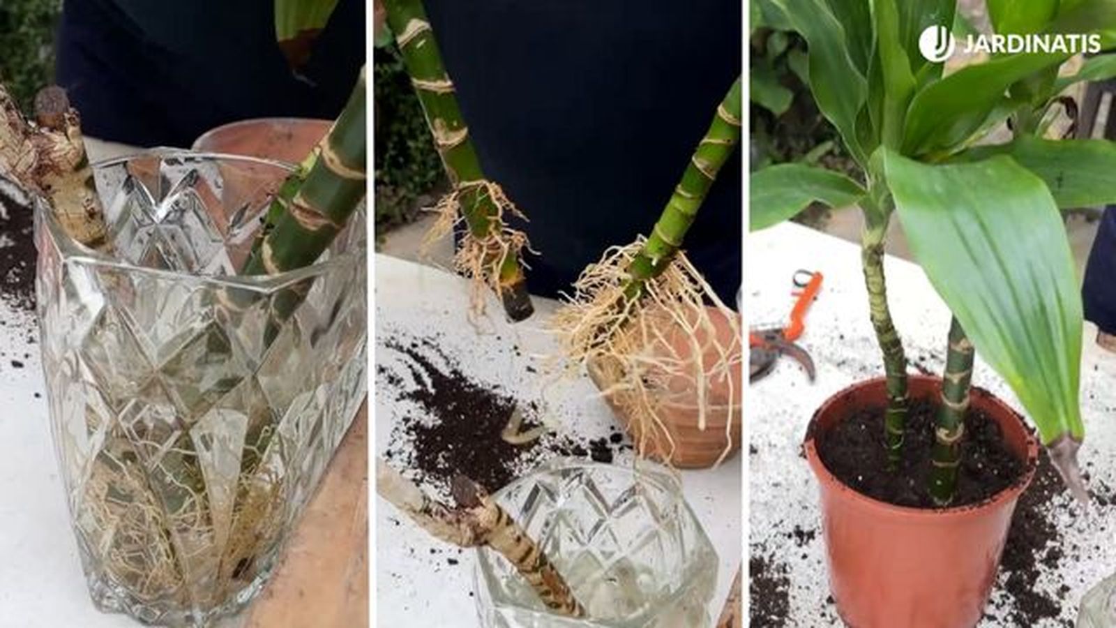 propagar reproducir tronco de brasil en agua jardinatis 23 37