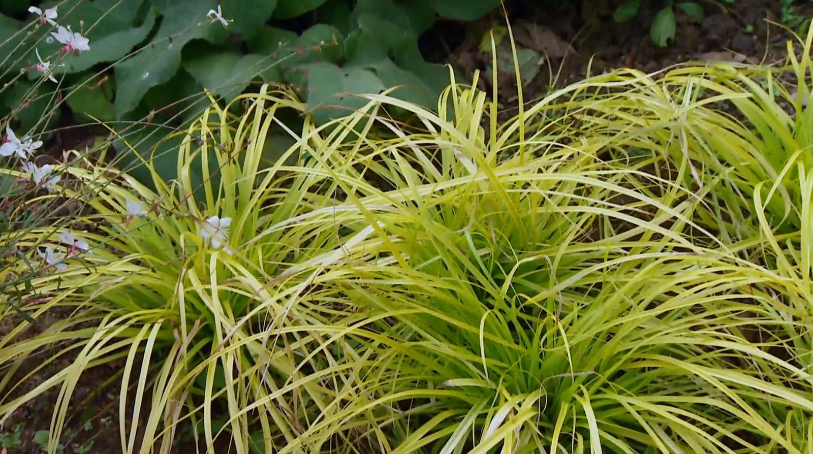 Carex everillo para el jardín