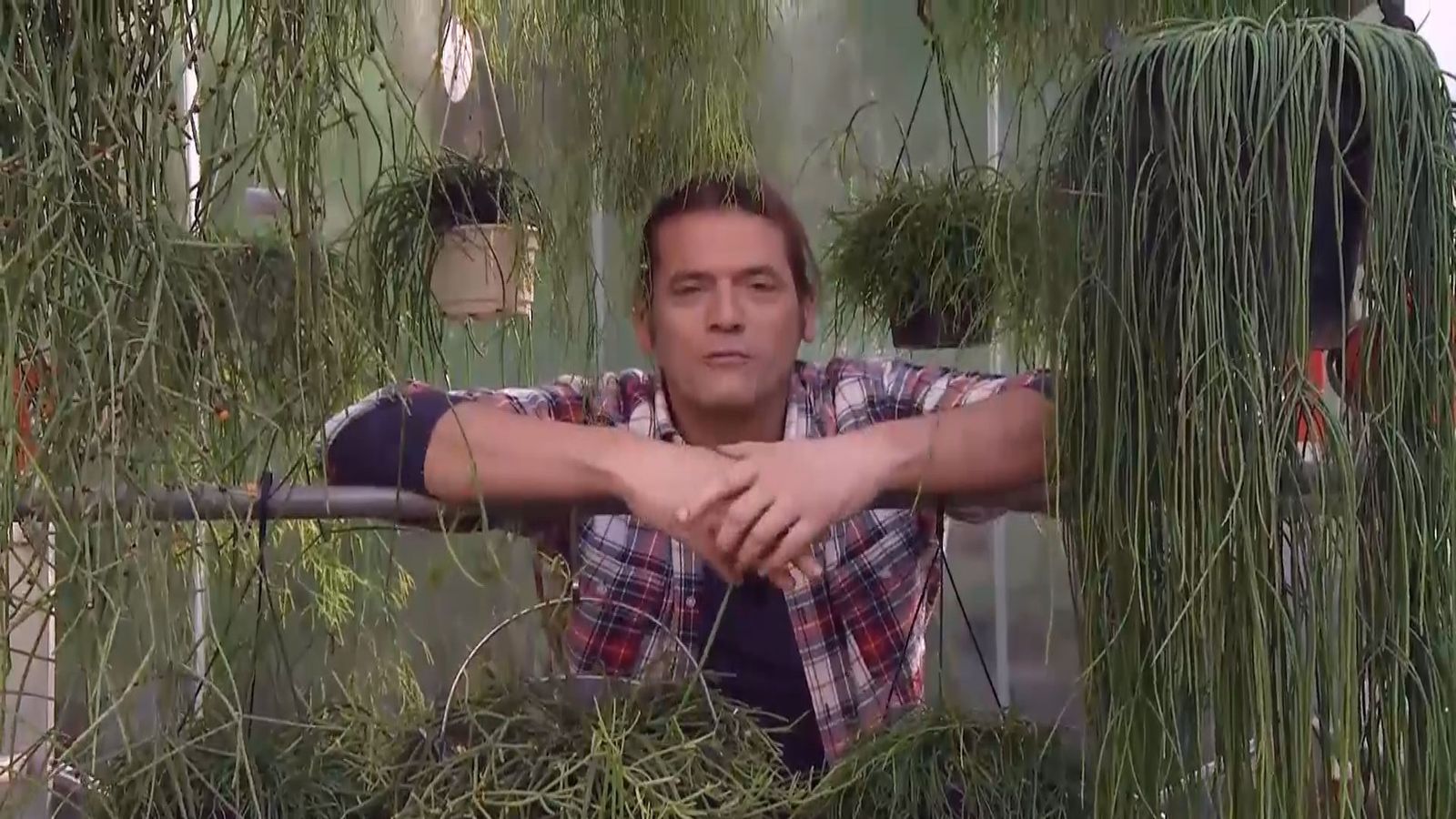 deco 691 variedades rhipsalis cilindrico xl