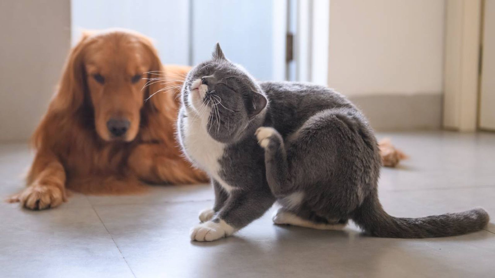 como identificar y tratar alergias en perros y gatos