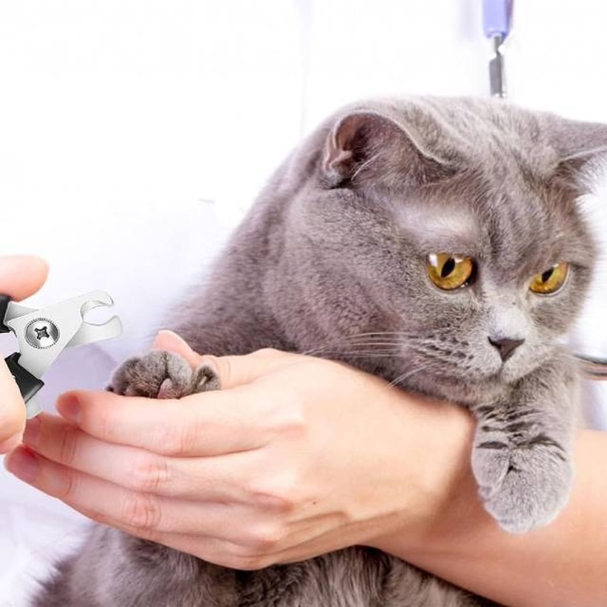 productos para gatos mas vendidos amazon cortaunas profesional