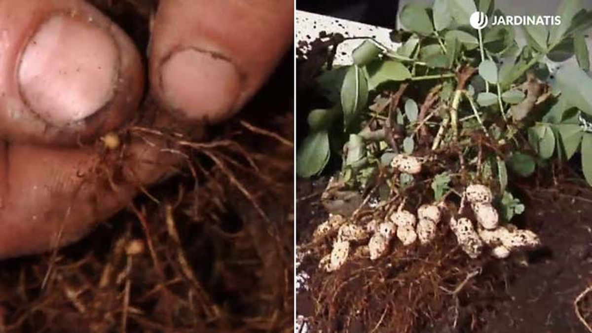 bacterias de la planta del cacahuete xl brico 845