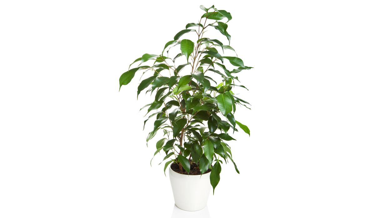ficus benjamina xl