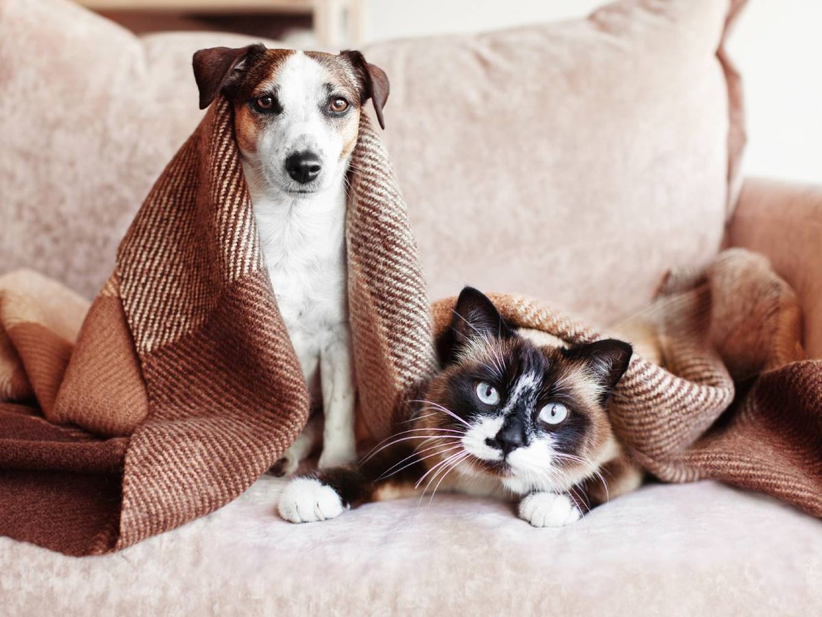 Es recomendable cambiar los horarios de comida y paseo de forma progresiva.