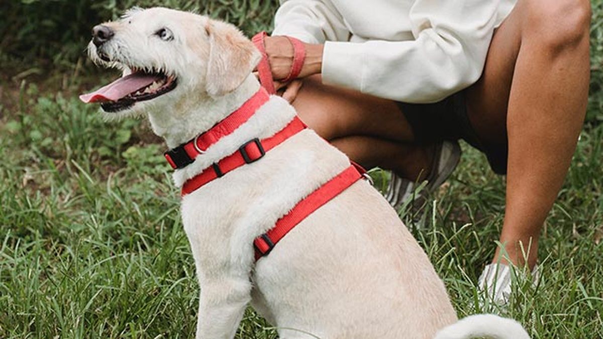 elegir collar arne perro 3