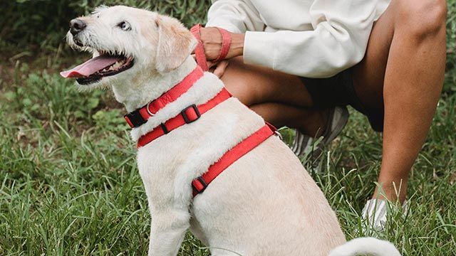 elegir collar arne perro 3