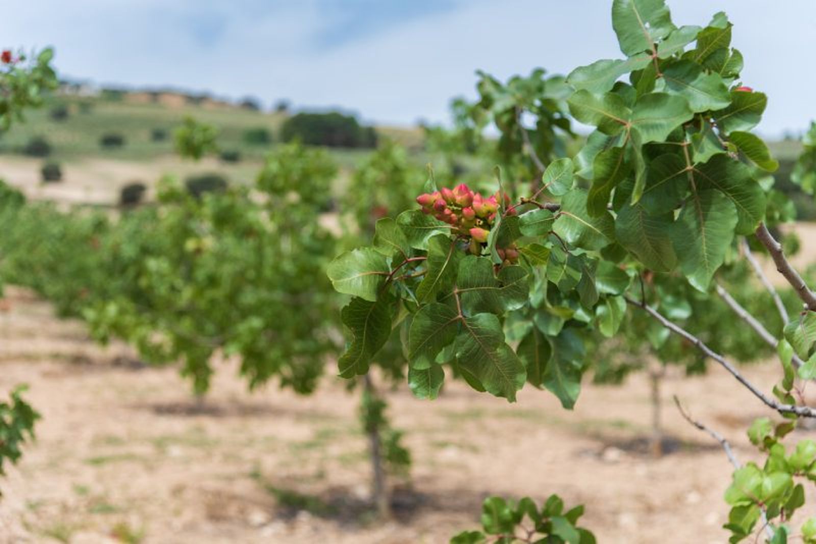 Este árbol requiere de mucho sol para crecer y fructificar.