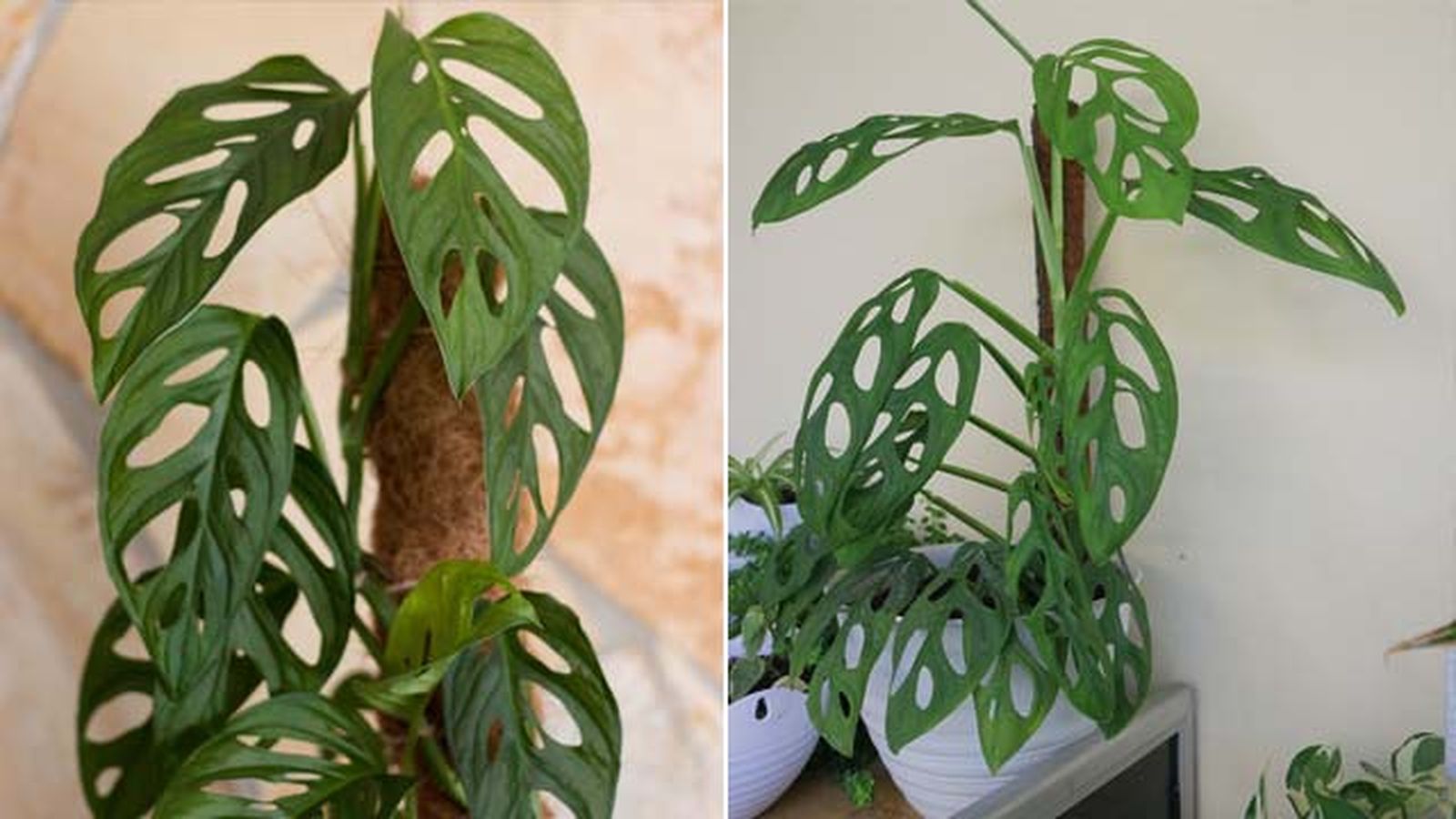 tutor monstera adansonii