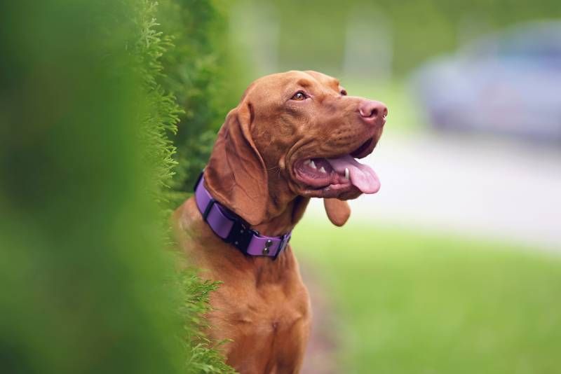 El Vizsla o Braco Húngaro de perro cuyo origen se encuentra en Hungría, donde se usaba como perro de caza.