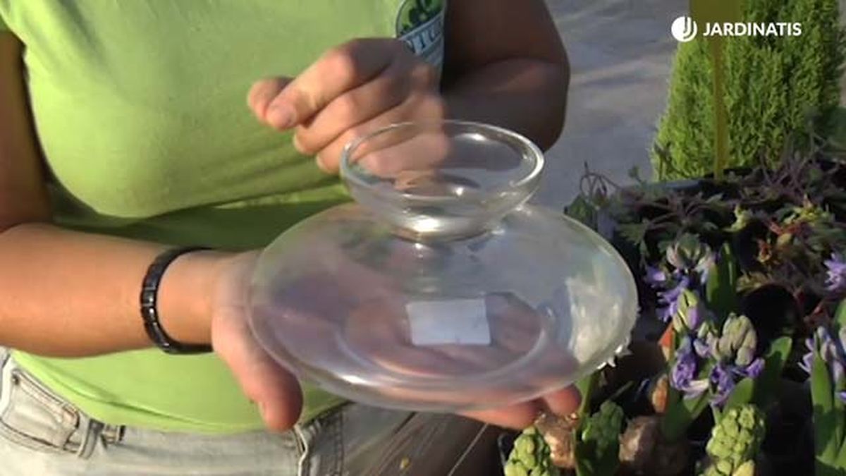 jacinteros para los bulbos jardinatis