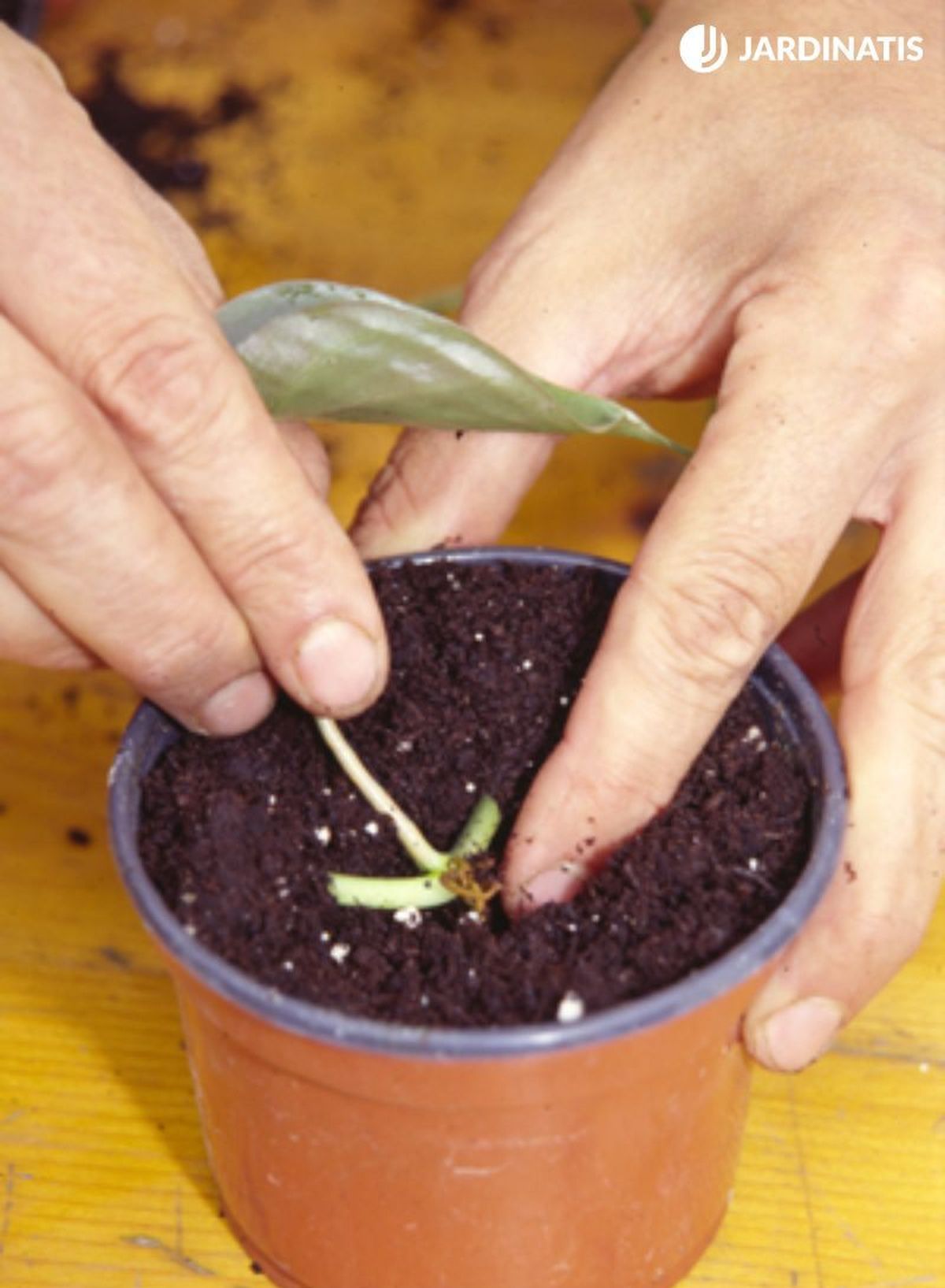 Reproducir mediante esquejes