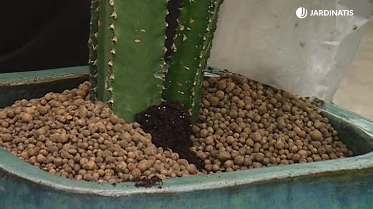 trasplante euphorbia ingens acolchado deco 313 jardinatis