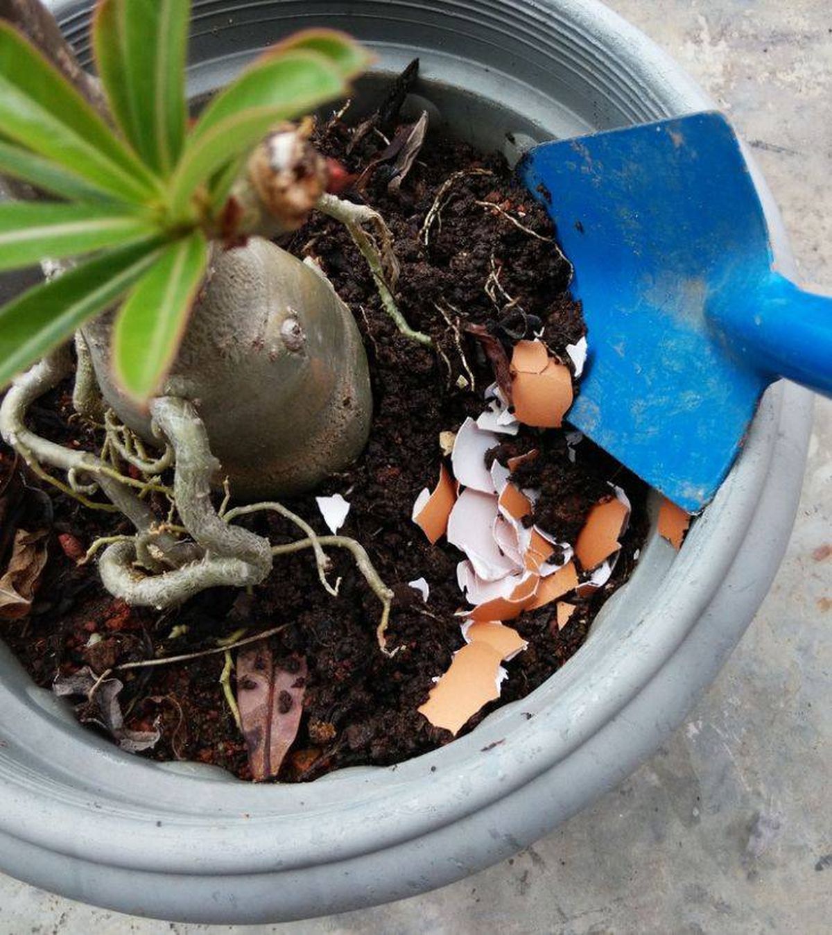 cascara huevo remedios caseros plantas