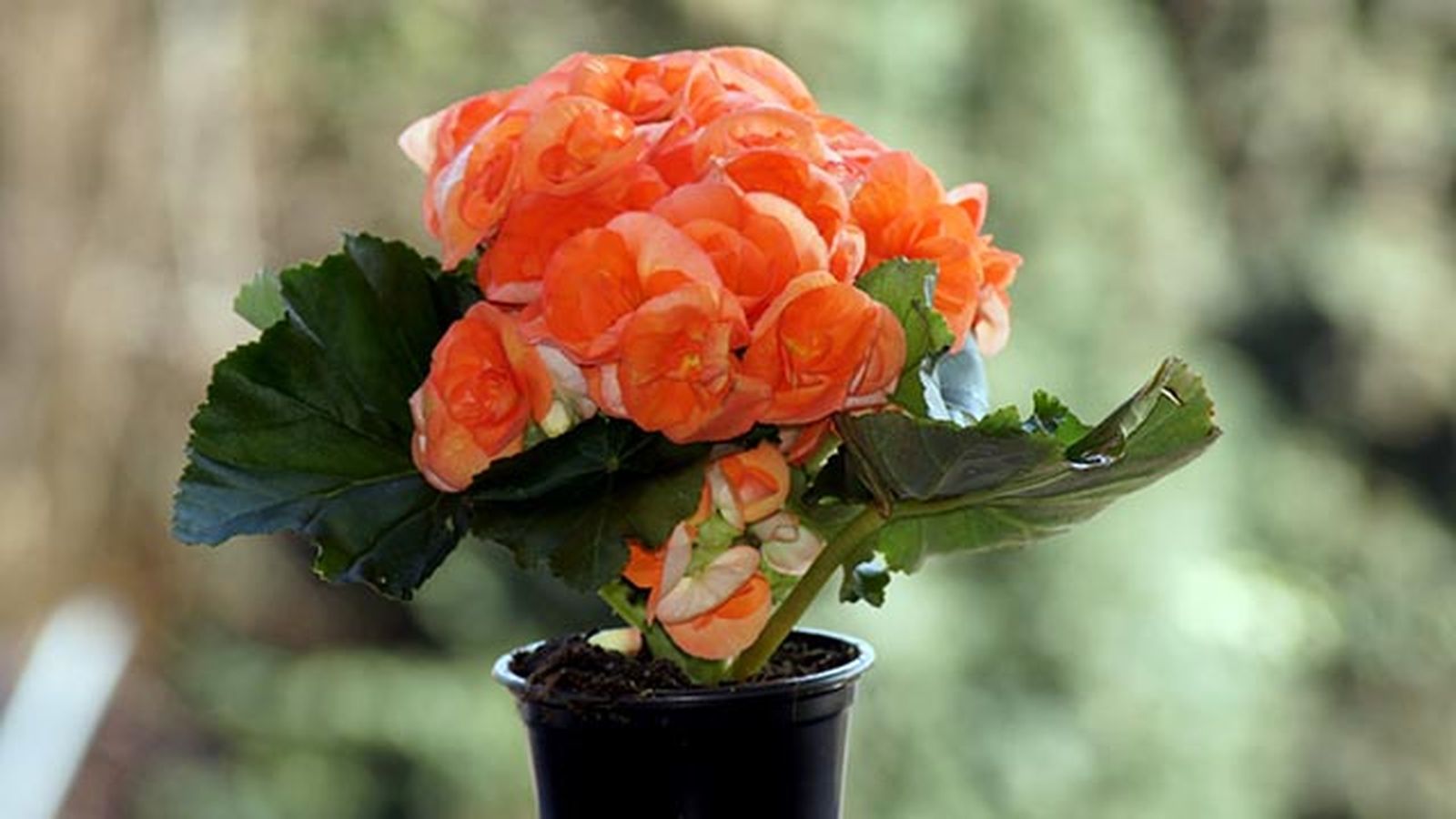 begonia elatior salmon en maceta