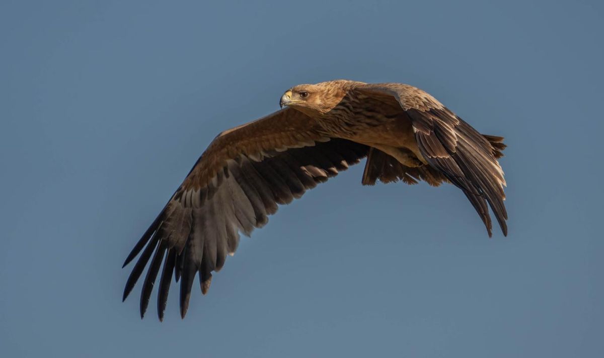 Águila imperial ibérica (Aquila adalberti).