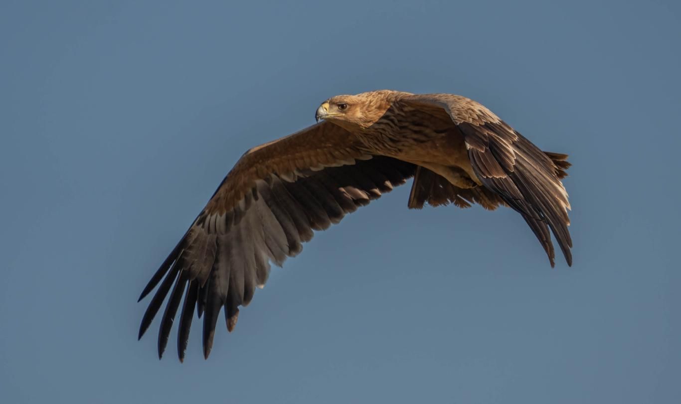 Águila imperial ibérica (Aquila adalberti).