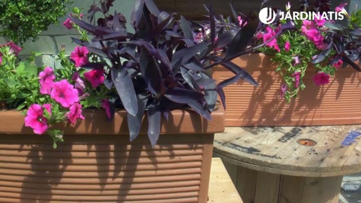 tradescantia purpurea surfinias mandevilla composicion en jardinera brico 832