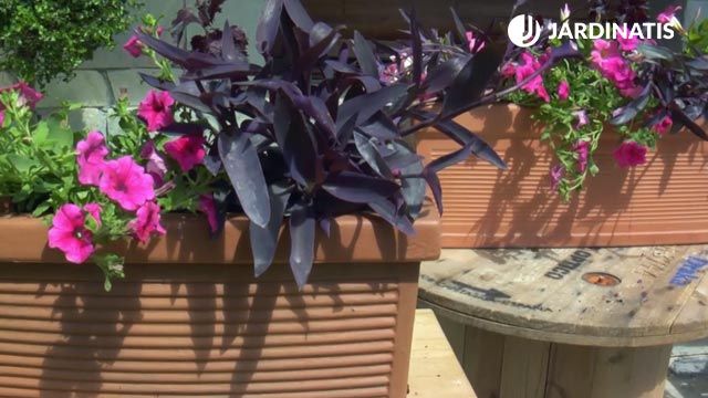 tradescantia purpurea surfinias mandevilla composicion en jardinera brico 832