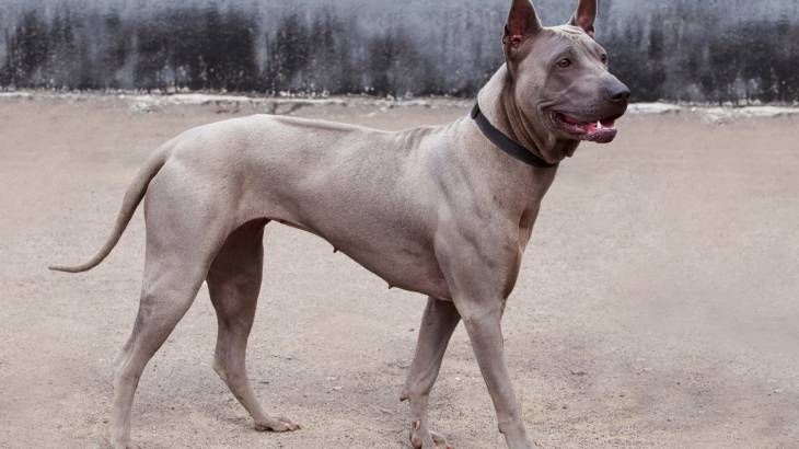 ridgeback tailandes caracteristicas fisicas