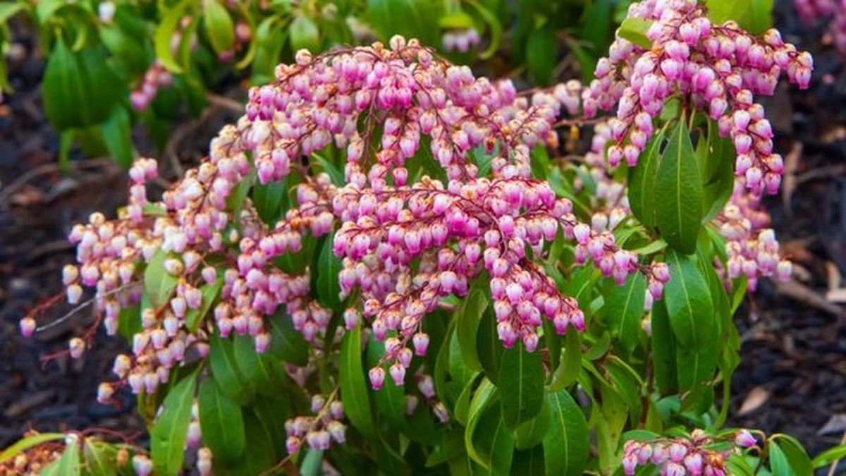 planta andromeda arbusto flores jardin