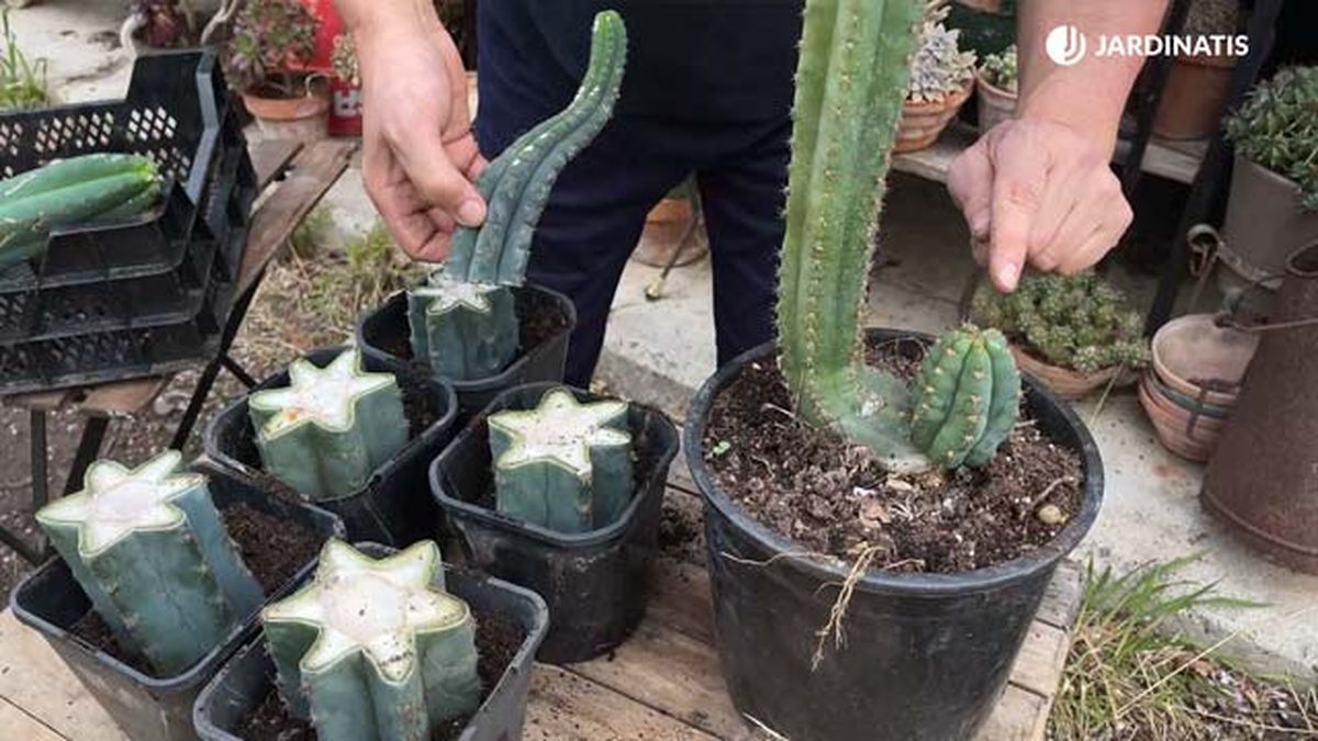 Esquejes de cactus San Pedro en sustrato