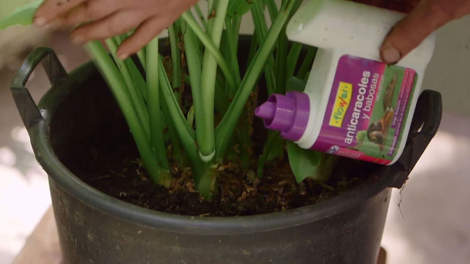 brico 0913 3 reproduccion cuidados hostas eliminar caracoles