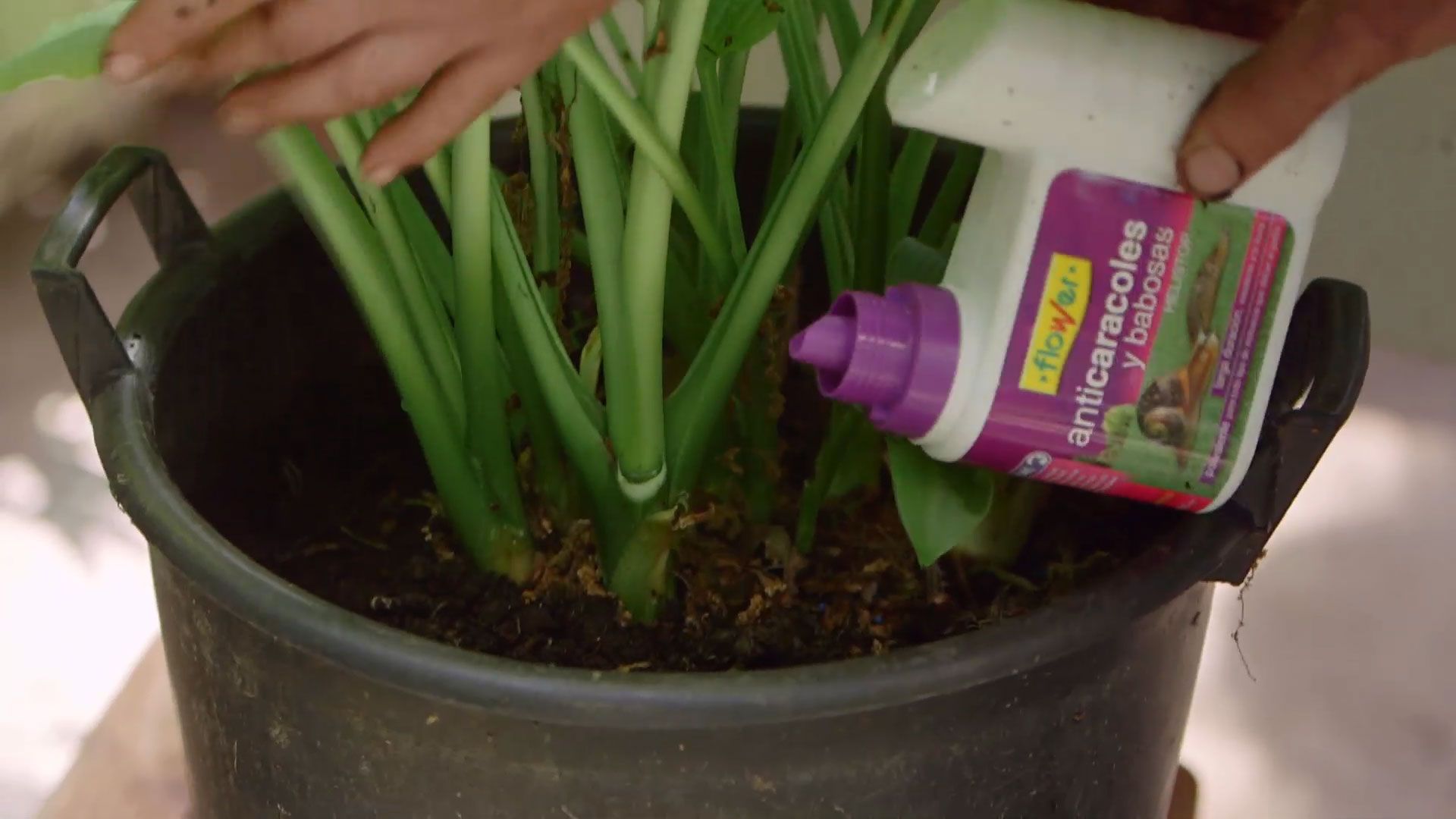 brico 0913 3 reproduccion cuidados hostas eliminar caracoles