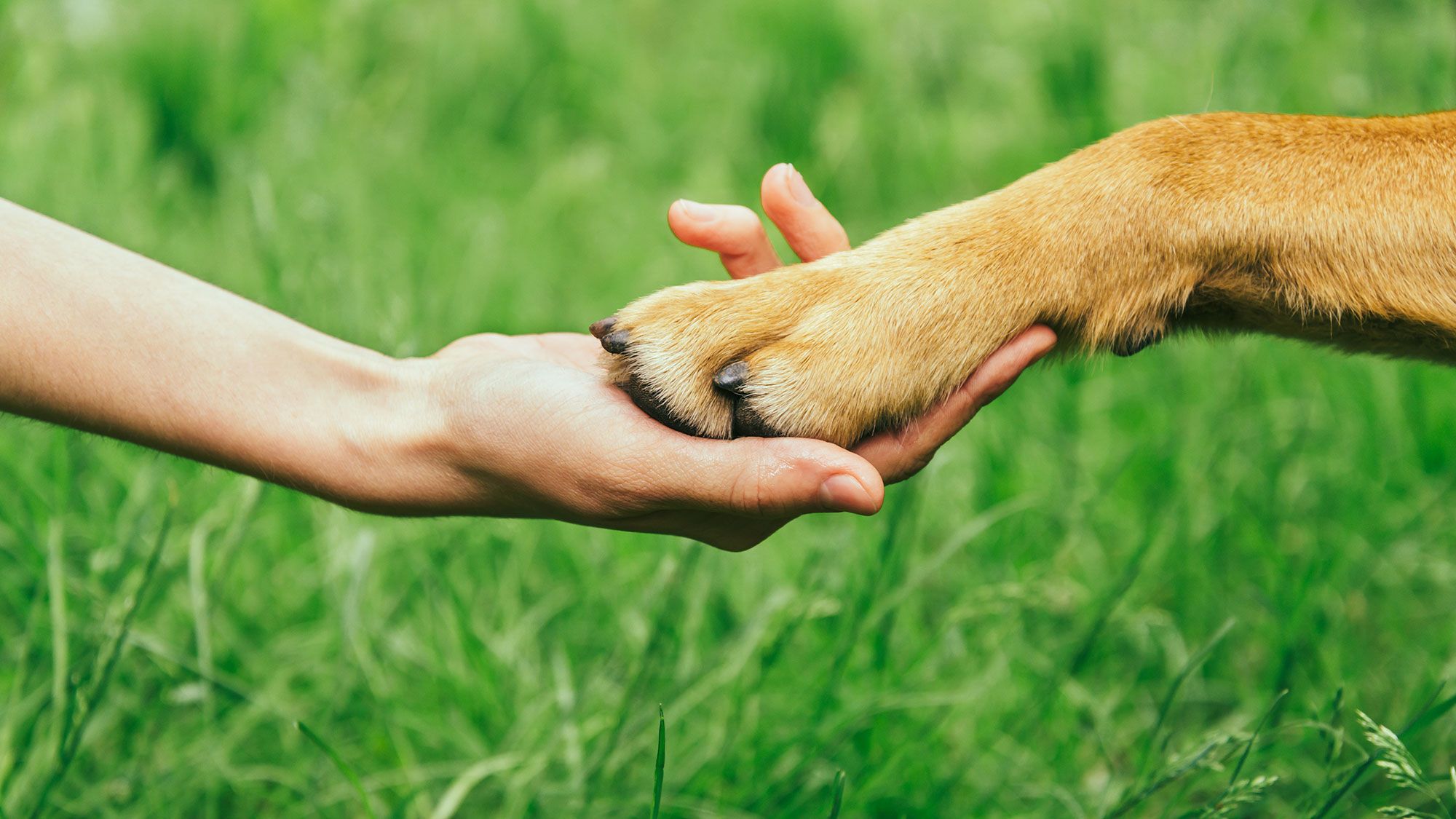 perro educacion dar pata