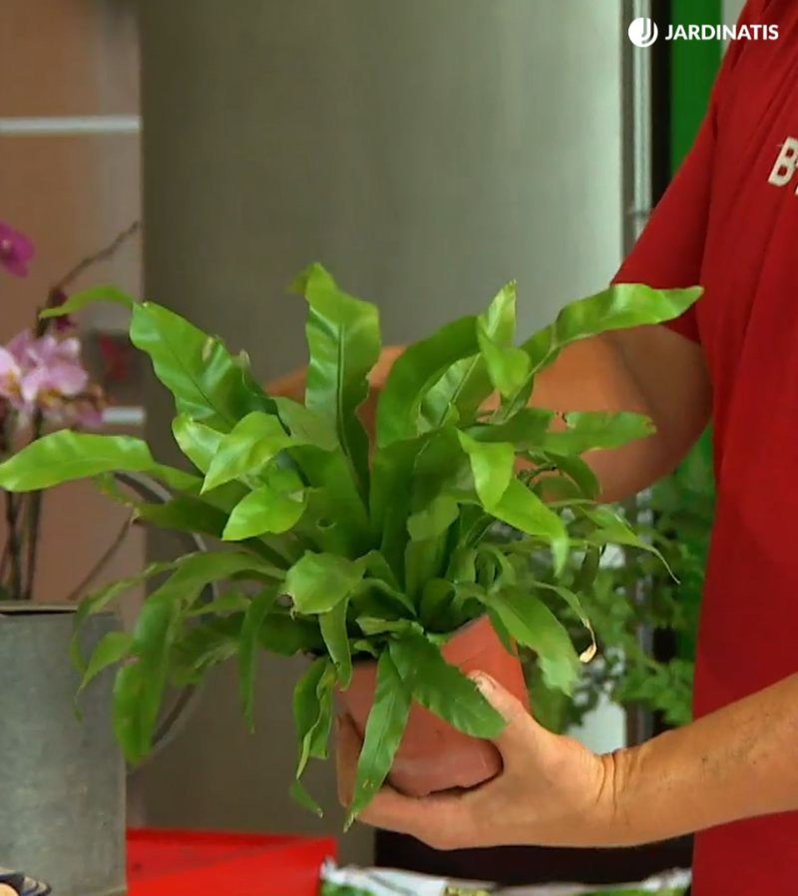 Asplenium nidus