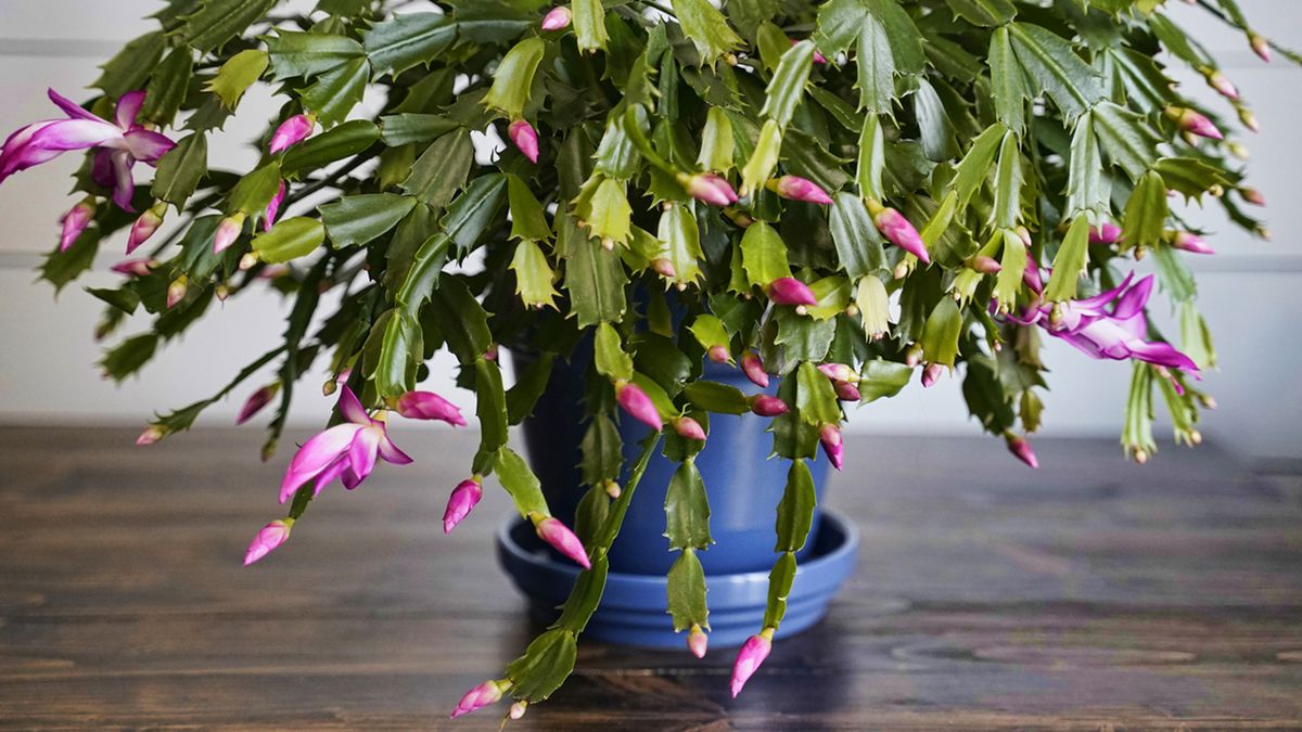 cactus de navidad porte colgante