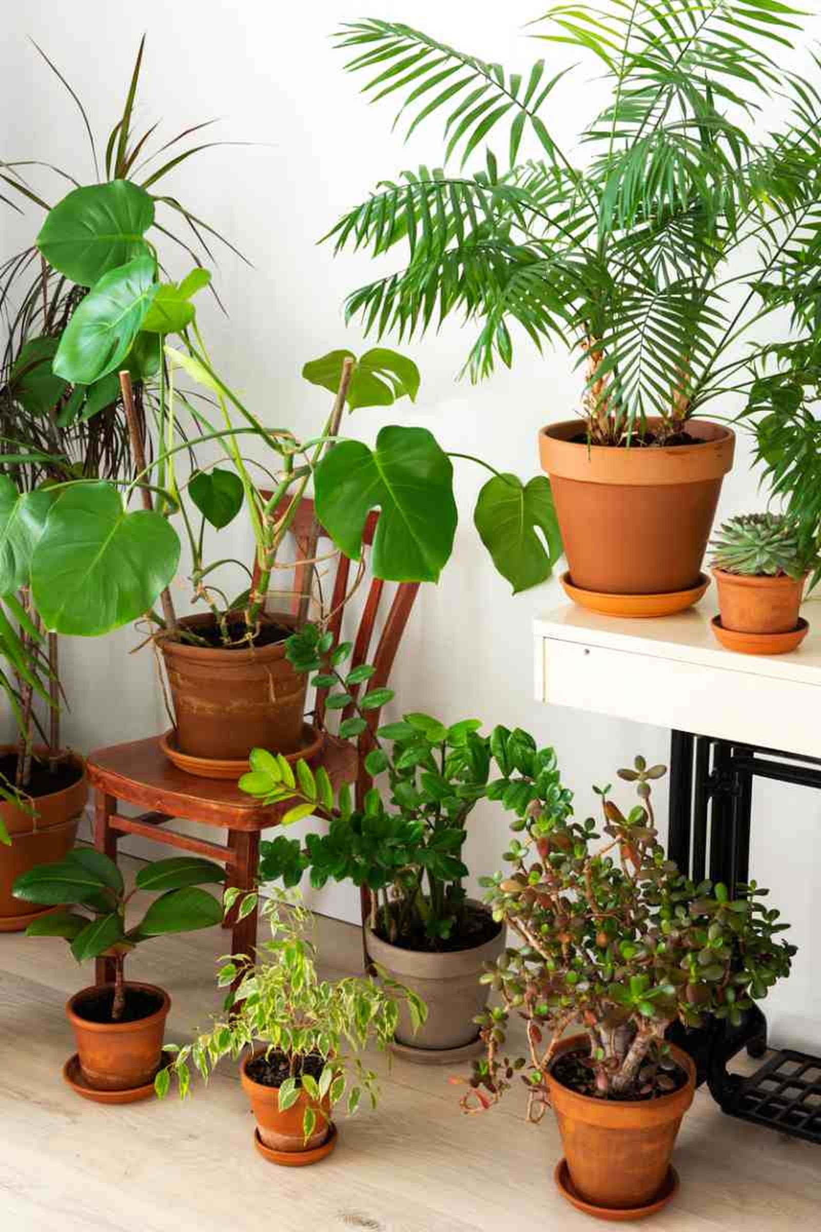 Plantas de interior en el salón