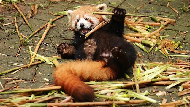 Panda rojo 03