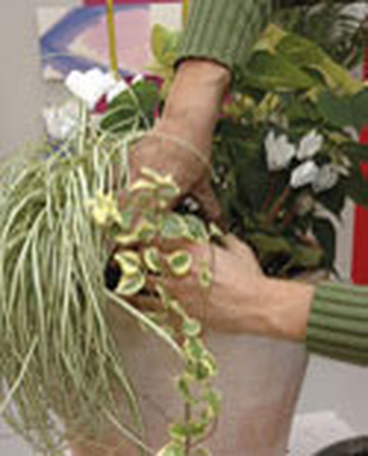 73204 flor pascua p04