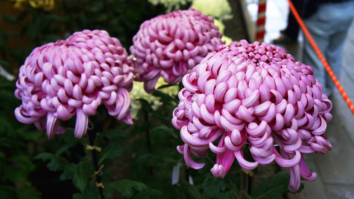 Deco jardin 505 Tipos de crisantemo morado