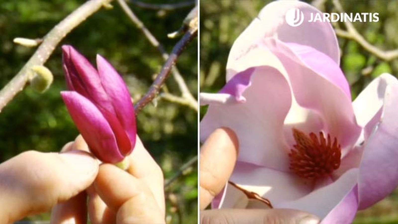 Magnolia soulangeanas lennei Rose deco 531 jardin