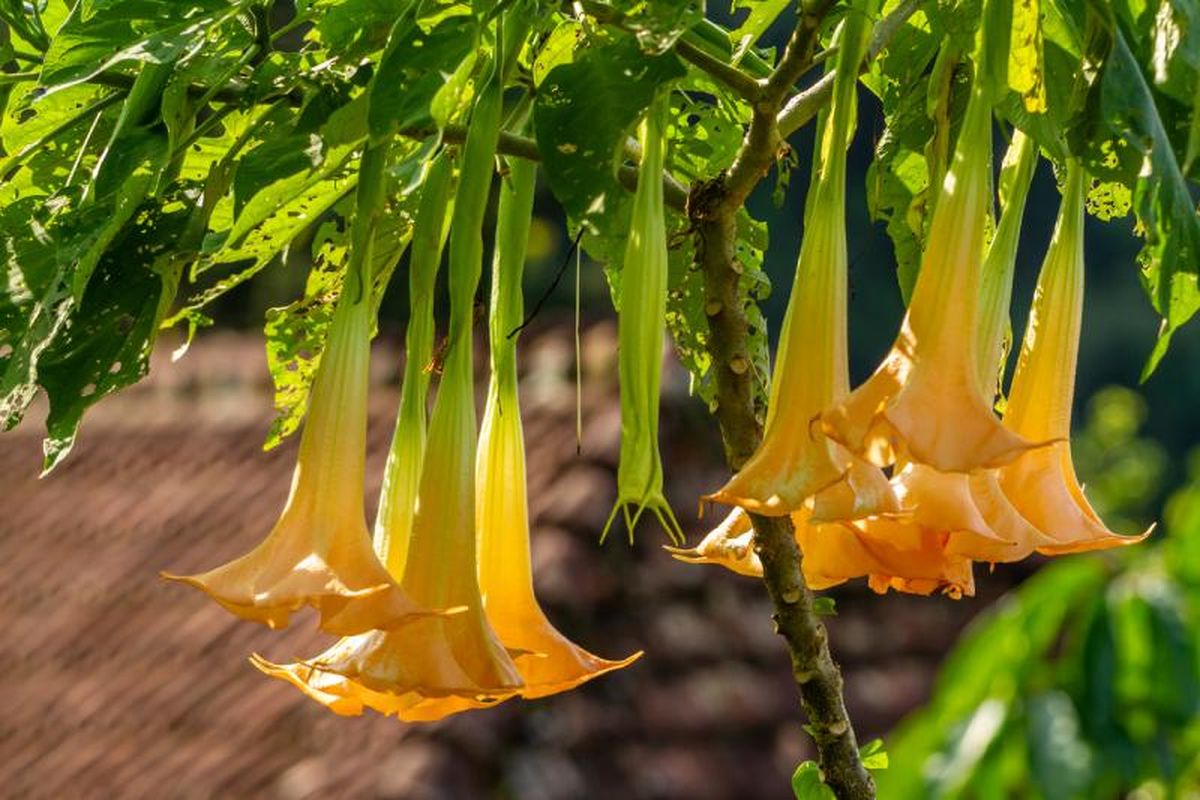 Brugmansia