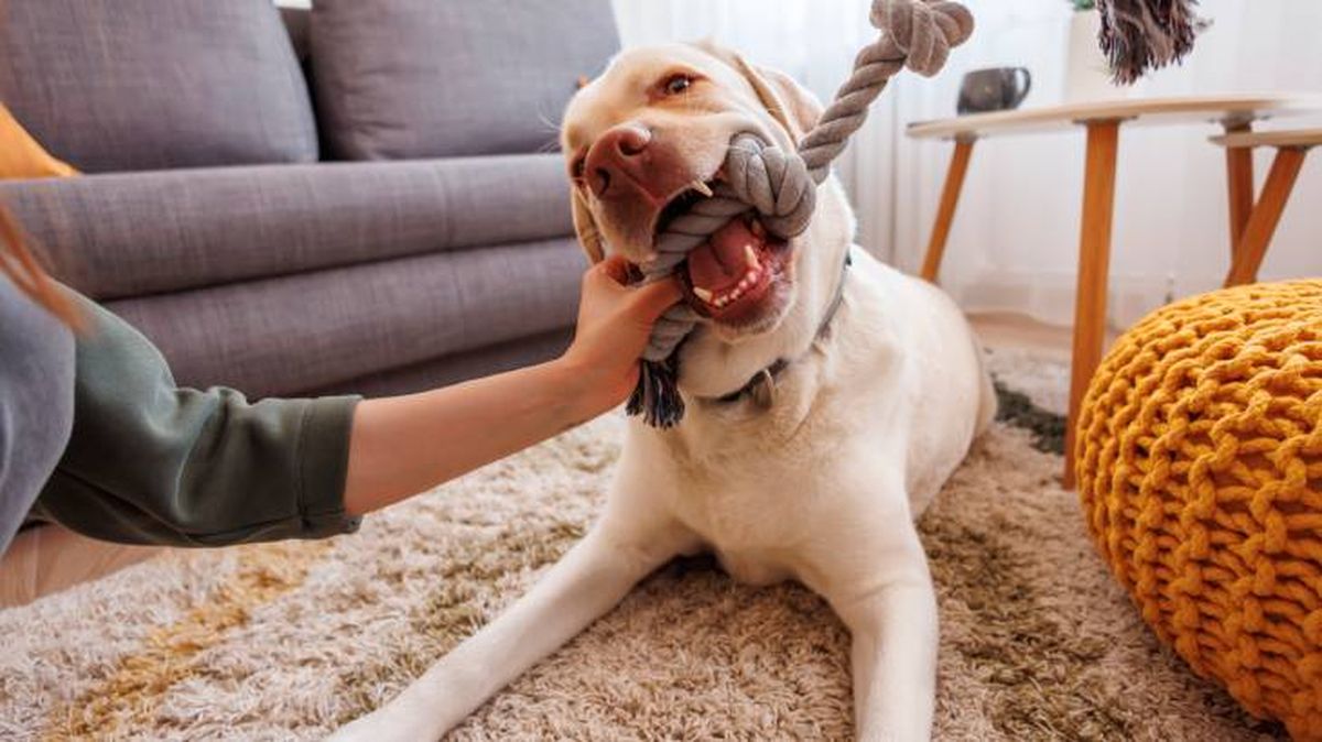 actividades mascotas casa juegos